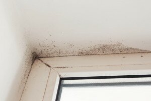 Mold Risk Assessment